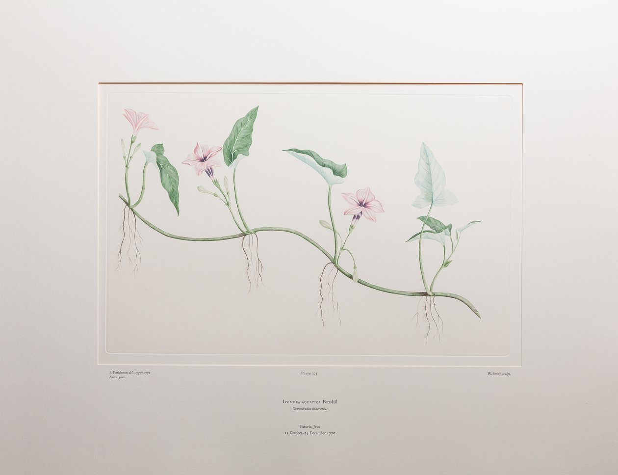 Ipomoea aquatica (Convolvulaceae) - tablica 375, Banks