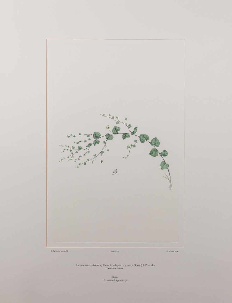 Kicksia spuria subsp. integrifolia (Scrophulariaceae) - Tablica 397, Banks