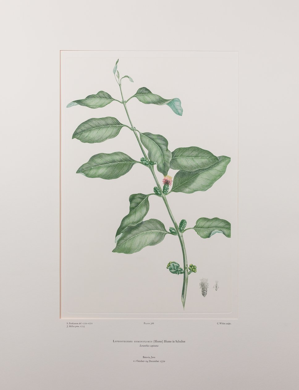 Lepeostegeres geminiflorus (Loranthaceae) - tablica 386, Florilegium Banksa, ok. 1771-84 (miedzioryt na papierze) autorstwa Joseph Banks