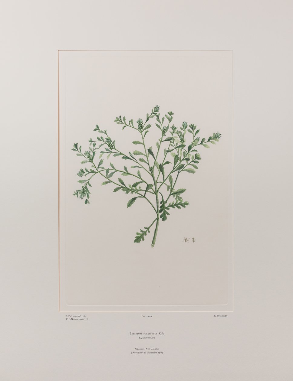 Lepidium flexicaule (Cruciferae) - Tablica 409, Banks