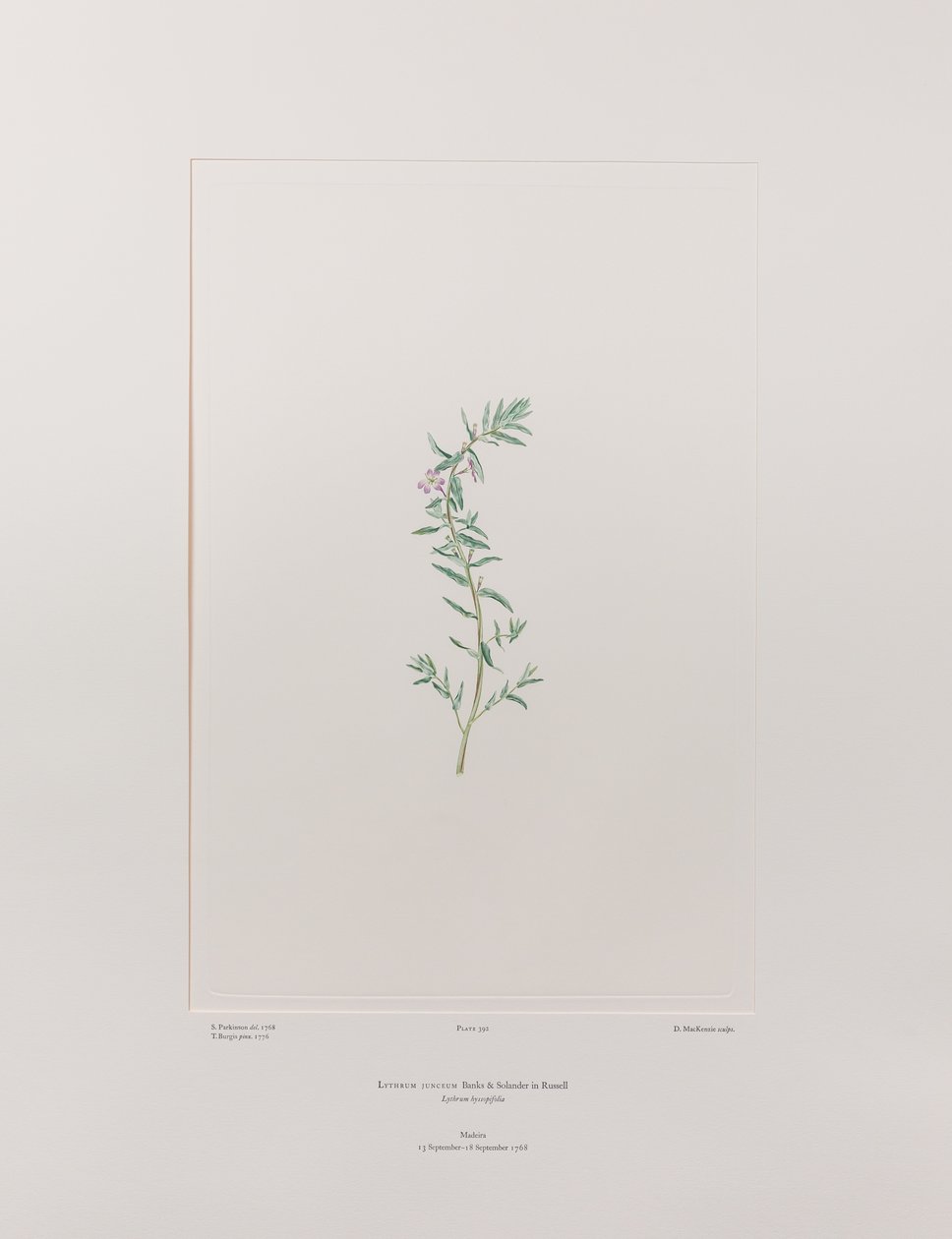 Lythrum junceum (Lythraceae) - tablica 392, Banks