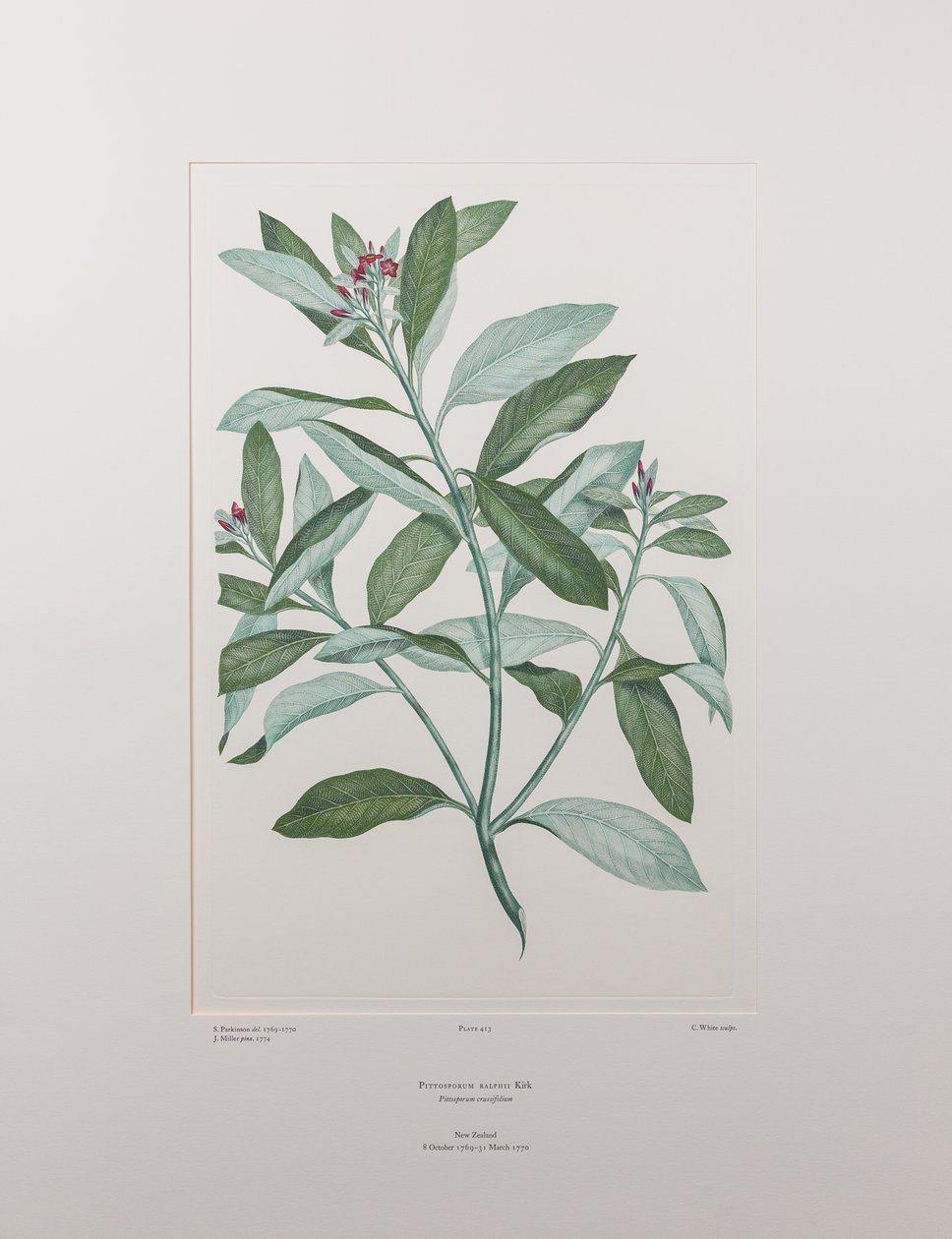 Pittosporum ralphii (Pittosporaceae) - Tablica 413, Banks