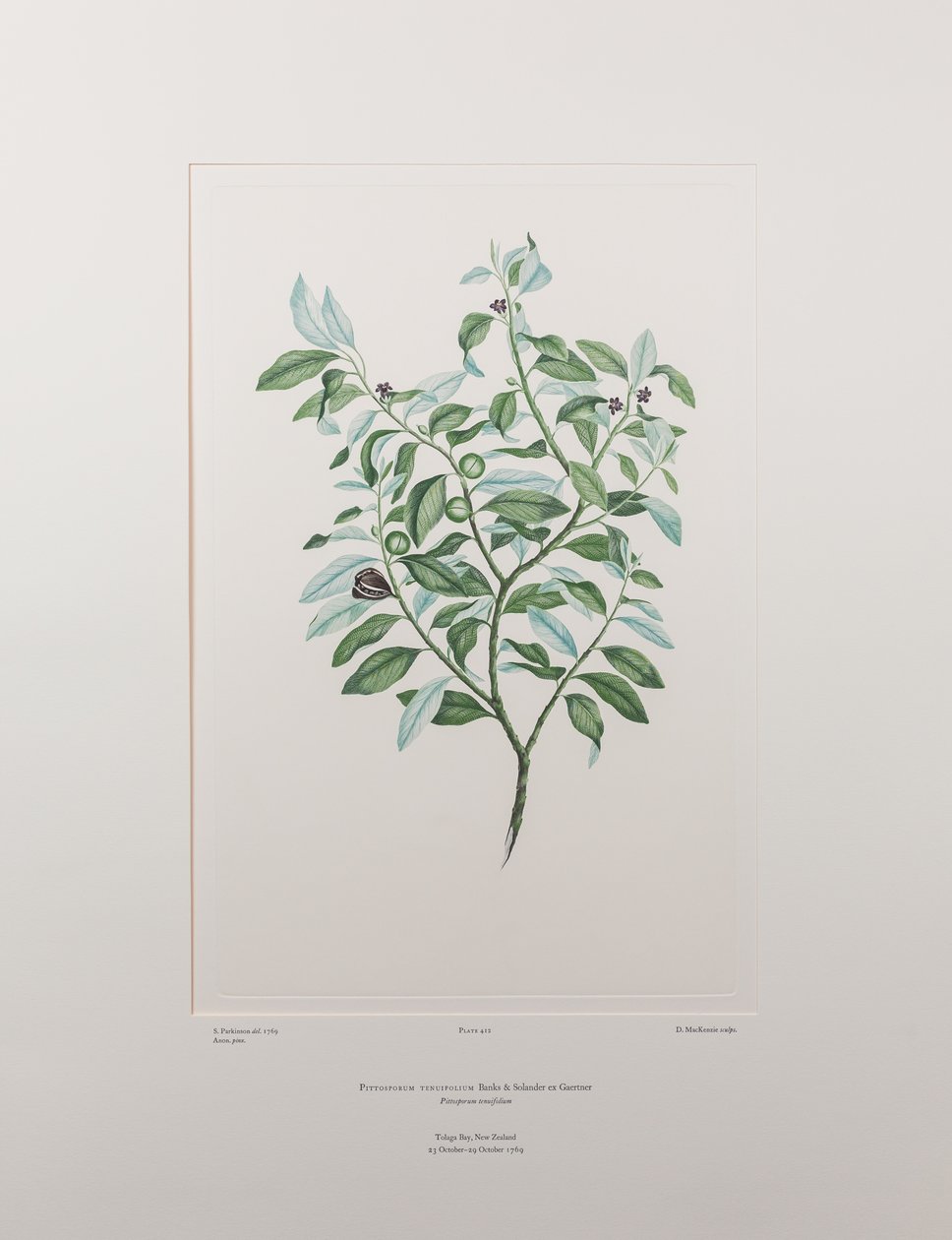 Pittosporum tenuifolium (Pittosporaceae) - Tablica 412, Banks