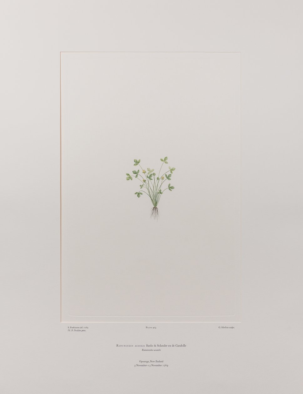 Ranunculus acaulis (Ranunculaceae) - Tablica 403, Banks