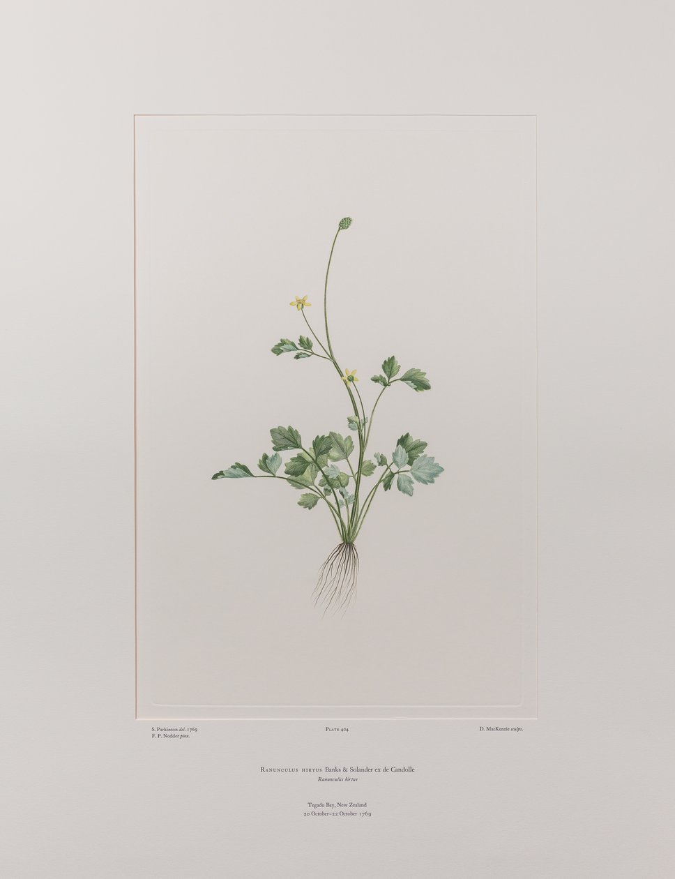 Ranunculus hirtus (Ranunculaceae) - Tablica 404, Banks