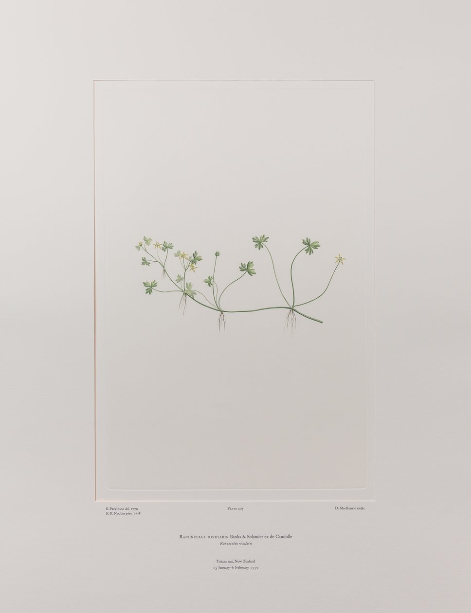 Ranunculus rivularis (Ranunculaceae) - Tablica 405, Banks