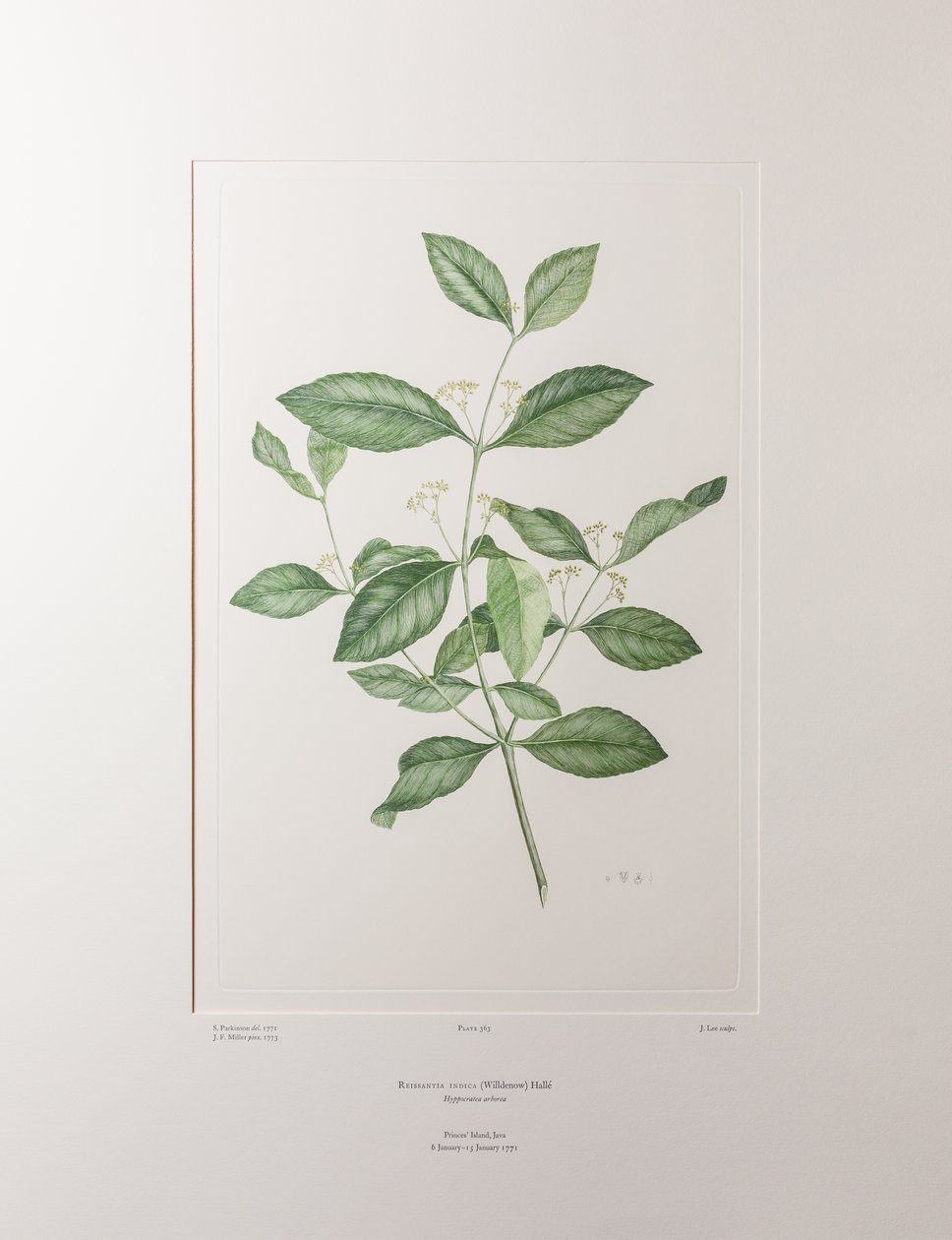 Reissantia indica (Celastraceae) - Tablica 363, Banks