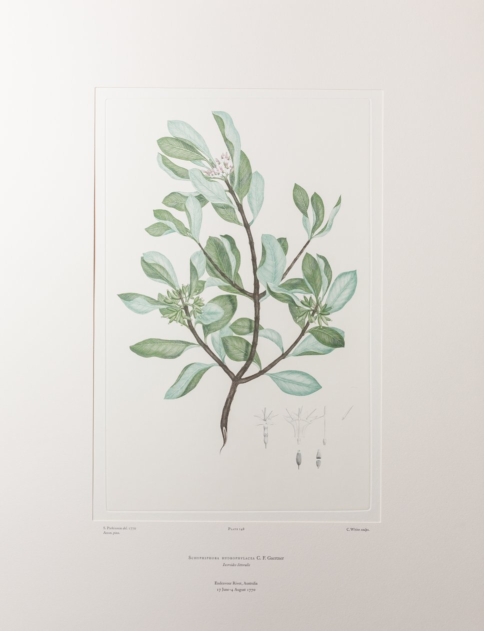 Schyphiphora hydrophyllacea (Rubiaceae) - tablica 148, Banks