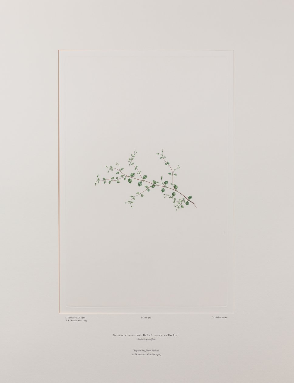 Stellaria parviflora (Caryophyllaceae) - Tablica 415, Banks