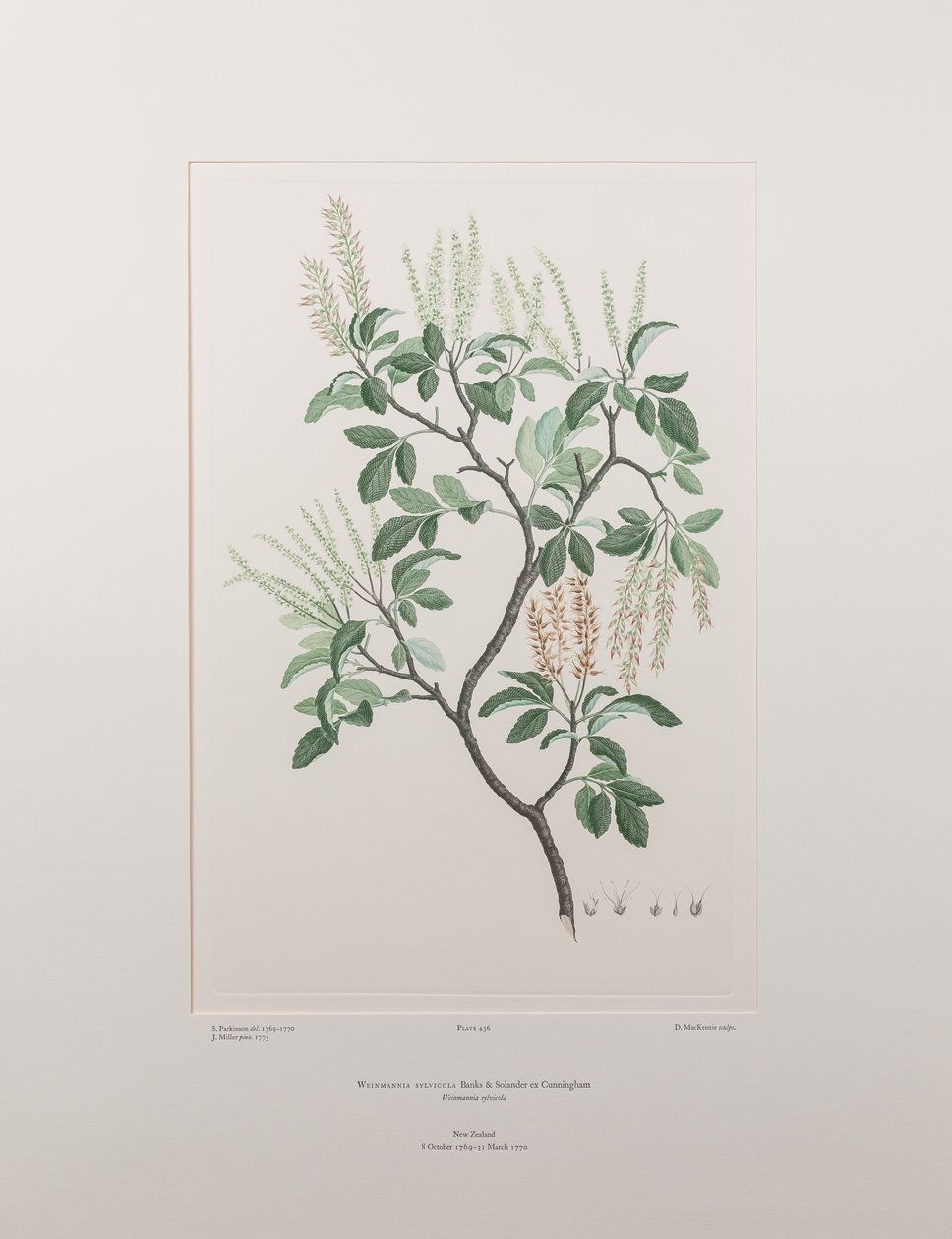 Weinmannia sylvicola (Cunoniaceae) - Tablica 436, Banks