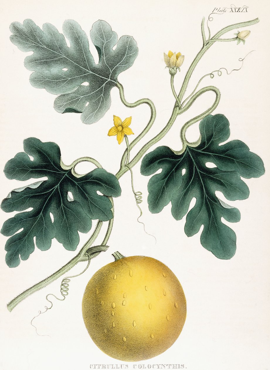 Colocynth, z „Illustrations of Medical Botany: Składa się z kolorowych figur roślin stanowiących ważne artykuły Materia Medica”. J.H. Colen, 1847 r. autorstwa Joseph Carson
