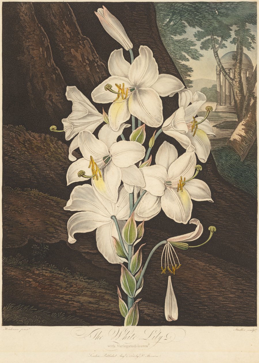 Świątynia Flory, czyli Ogród Natury: Biała Lilia o Pstrych Liściach..., 1800. autorstwa Joseph Constantine Stadler