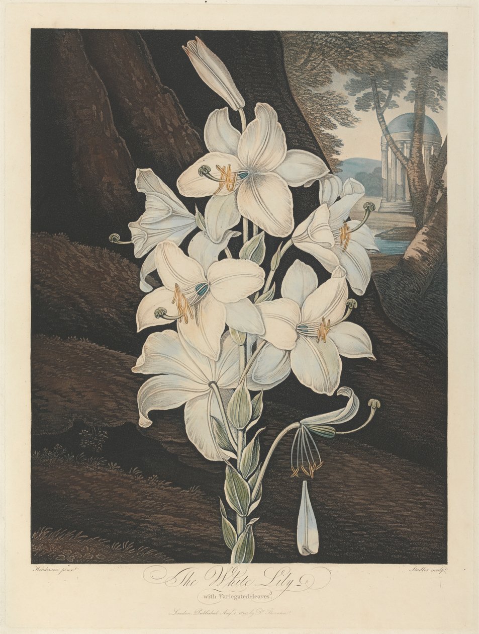 Biała lilia z pstrokatymi liśćmi, 1800, od Roberta Johna Thorntona, „Świątynia Flory”, 1799-1812 autorstwa Joseph Constantine Stadler