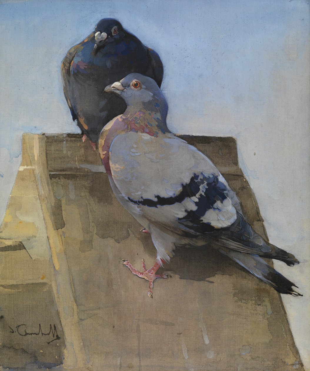 Gołębie na dachu (gwasz na płótnie) autorstwa Joseph Crawhall