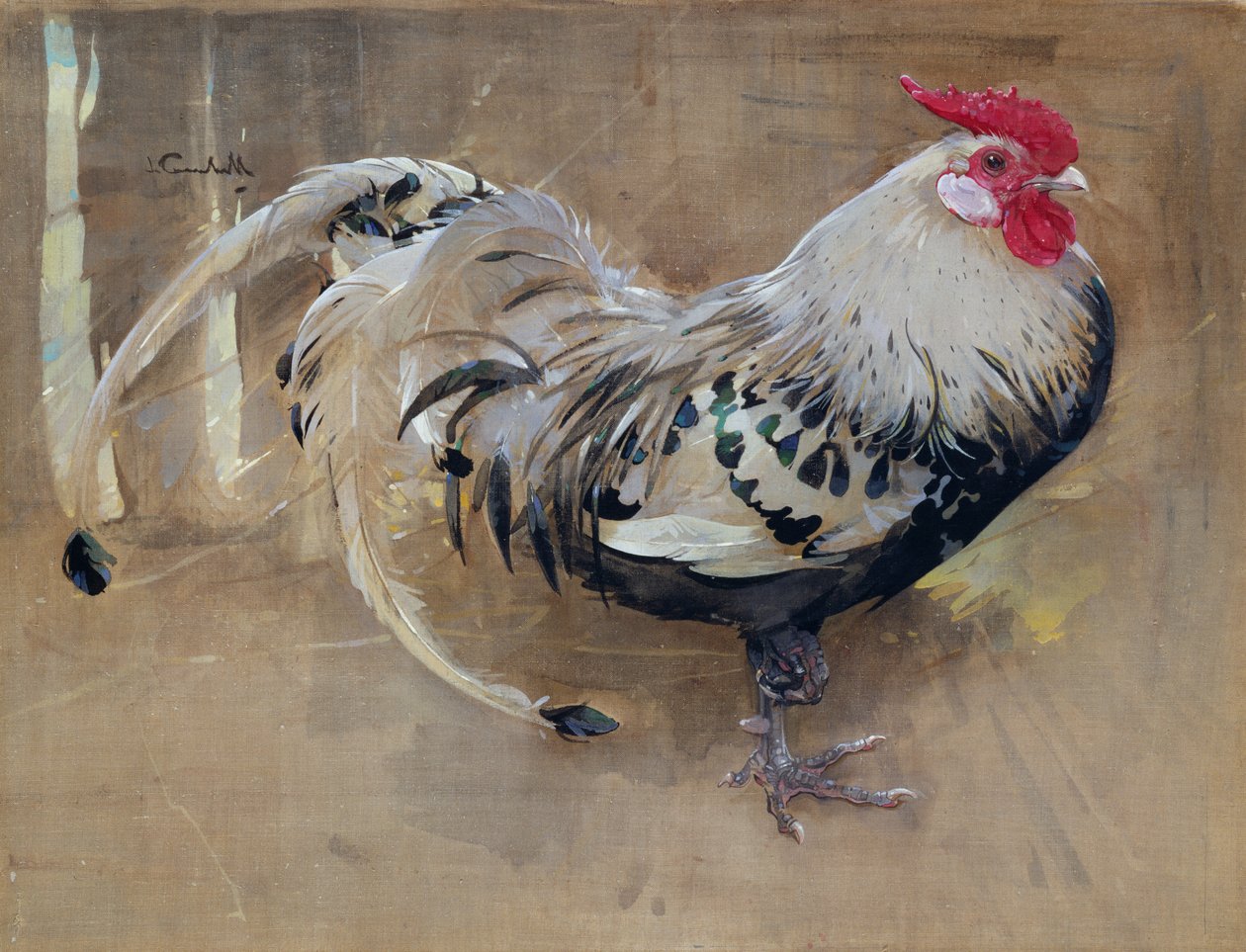 Spangled Cock autorstwa Joseph Crawhall