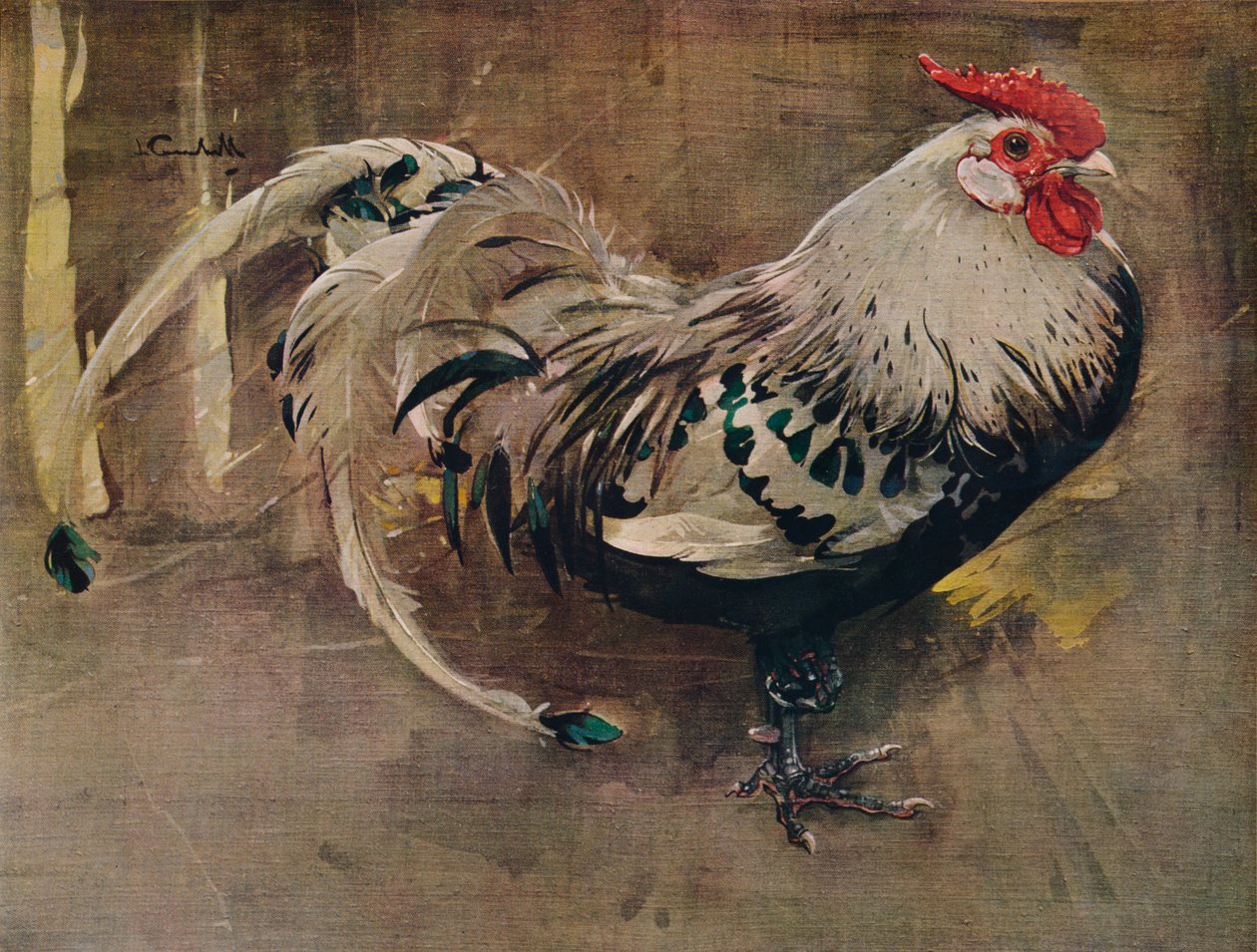 Spangled Cock, 1903 1935 autorstwa Joseph Crawhall