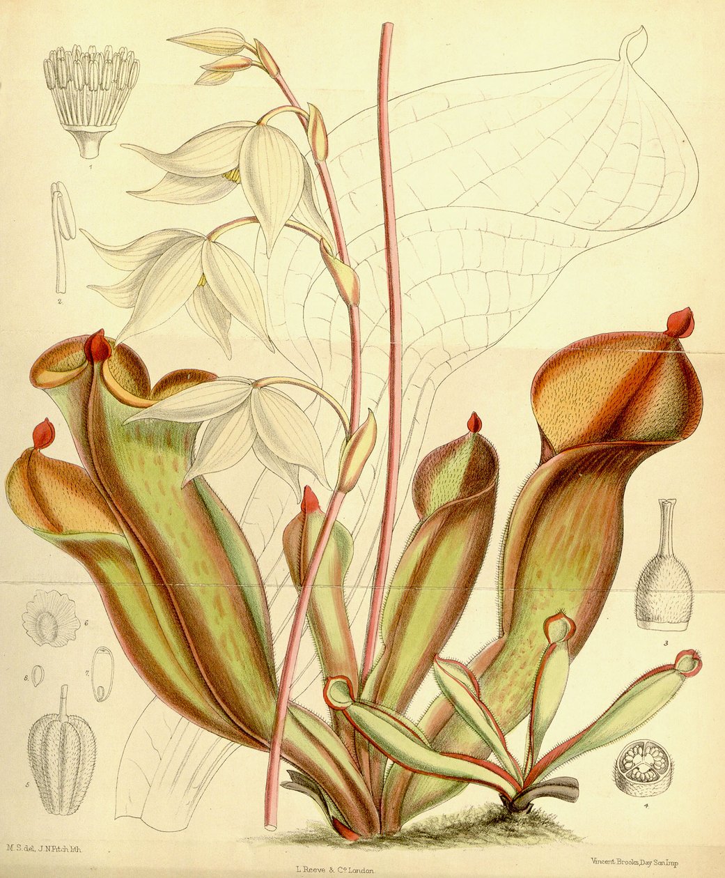 Heliamphora nutans. 1890 autorstwa Joseph Dalton Hooker