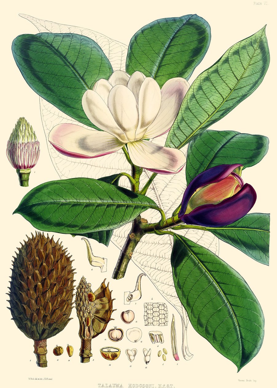 Magnolia hodgsonii, 1855 autorstwa Joseph Dalton Hooker
