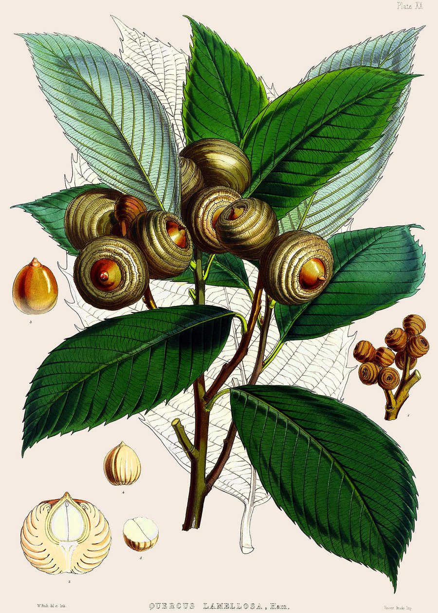 Quercus lamellosa, 1890 autorstwa Joseph Dalton Hooker