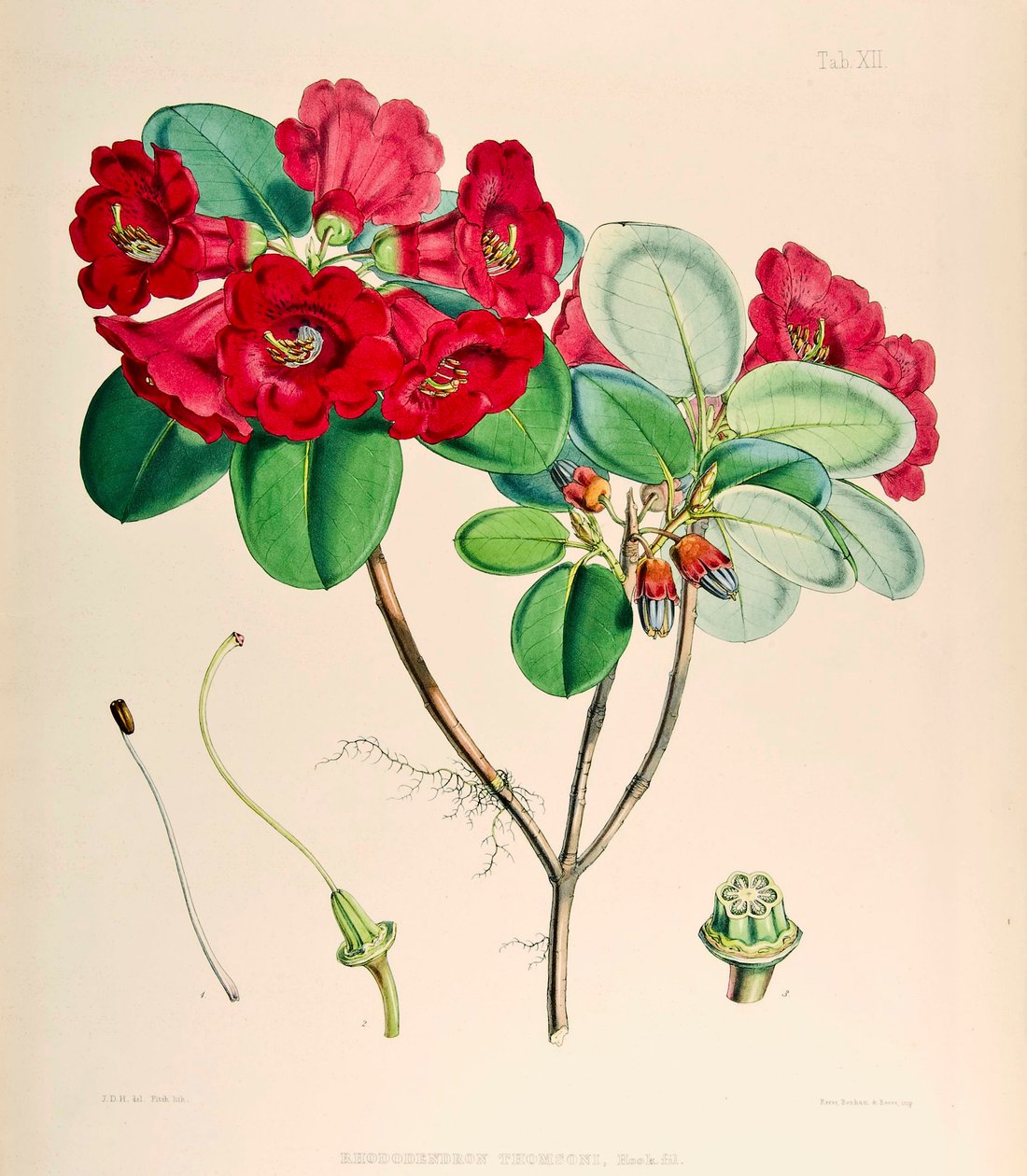 Rhododendron thomsonii, 1895 autorstwa Joseph Dalton Hooker