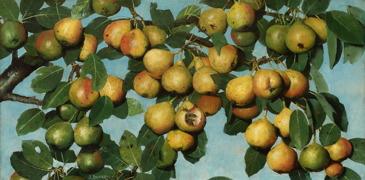 Dojrzewające gruszki, ok. 1884-1885 (olej na płótnie) autorstwa Joseph Decker