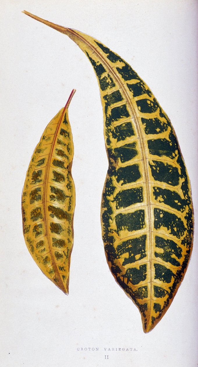 Variegata z liści Croton. Deska botaniczna w „”Rośliny z kolorowym ulistnieniem. Kolekcja najbardziej niezwykłych gatunków wykorzystywanych do ozdabiania ogrodów, szklarni i mieszkań autorstwa Edwarda Josepha Lowe i W. Howarda, członków London Horticulture autorstwa Joseph Edward and Howard W Lowe