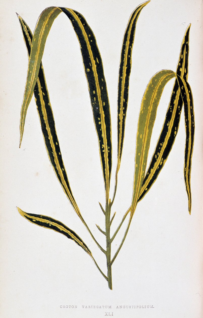 Kroton variegatum angustifolium. Deska botaniczna w „”Rośliny z kolorowym ulistnieniem. Kolekcja najbardziej niezwykłych gatunków wykorzystywanych do ozdabiania ogrodów, szklarni i mieszkań autorstwa Edwarda Josepha Lowe i W. Howarda, członków London Horti autorstwa Joseph Edward and Howard W Lowe