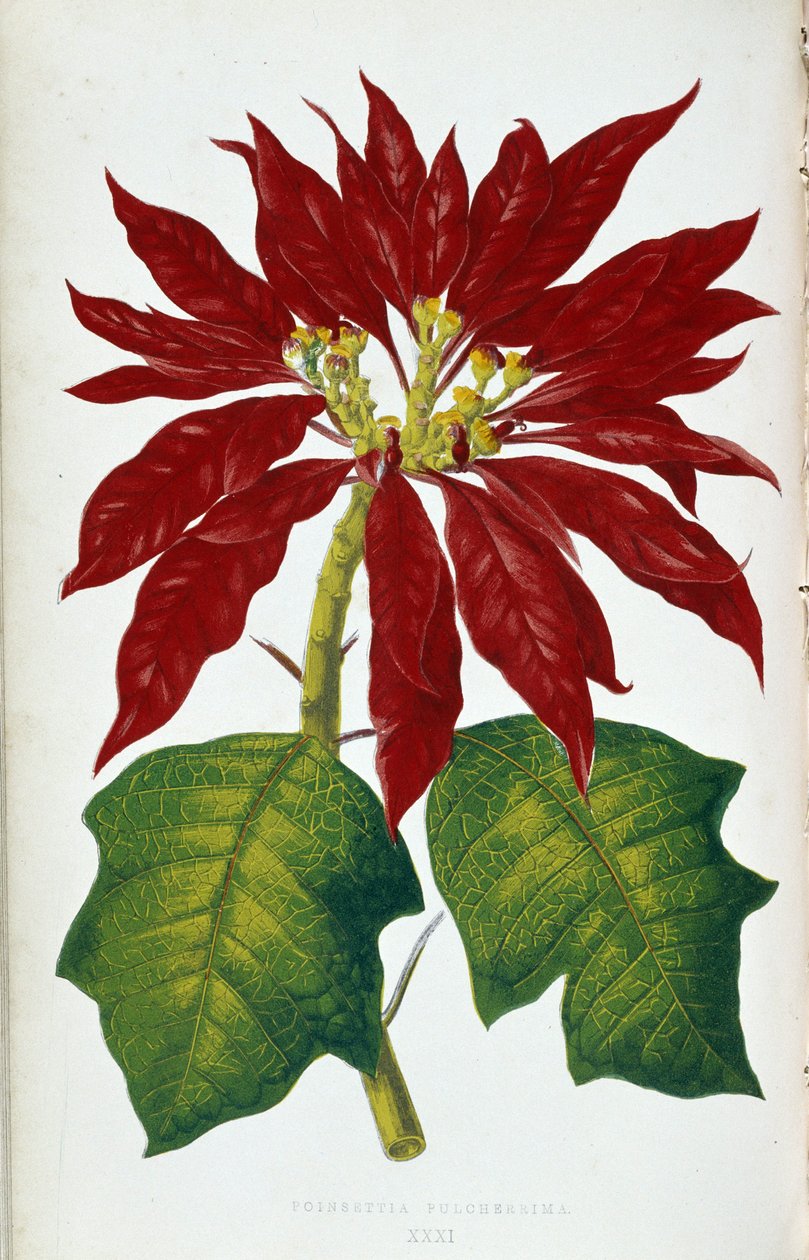 Kwiat i liście Poinsettia Pulcherrima. Deska botaniczna w „”Rośliny z kolorowym ulistnieniem. Kolekcja najbardziej niezwykłych gatunków wykorzystywanych do ozdabiania ogrodów, szklarni i mieszkań autorstwa Edwarda Josepha Lowe i W. Howarda, członków London autorstwa Joseph Edward and Howard W Lowe