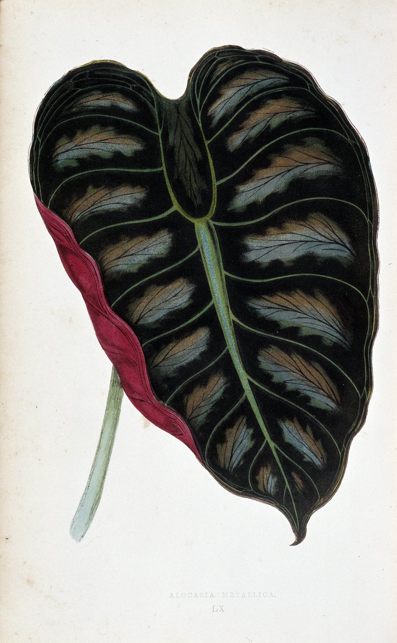 Liść Alocasia metallica. Deska botaniczna w „” Rośliny z kolorowym ulistnieniem. Kolekcja najbardziej niezwykłych gatunków wykorzystywanych do ozdabiania ogrodów, szklarni i mieszkań autorstwa Edwarda Josepha Lowe i W. Howarda, członków London Horticulture autorstwa Joseph Edward and Howard W Lowe