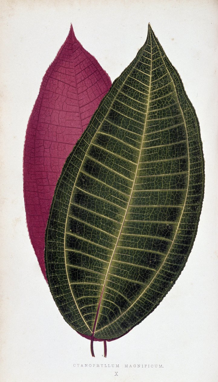 Liść Cyanophyllum Magnificum. Deska botaniczna w „”Rośliny z kolorowym ulistnieniem. autorstwa Joseph Edward and Howard W Lowe