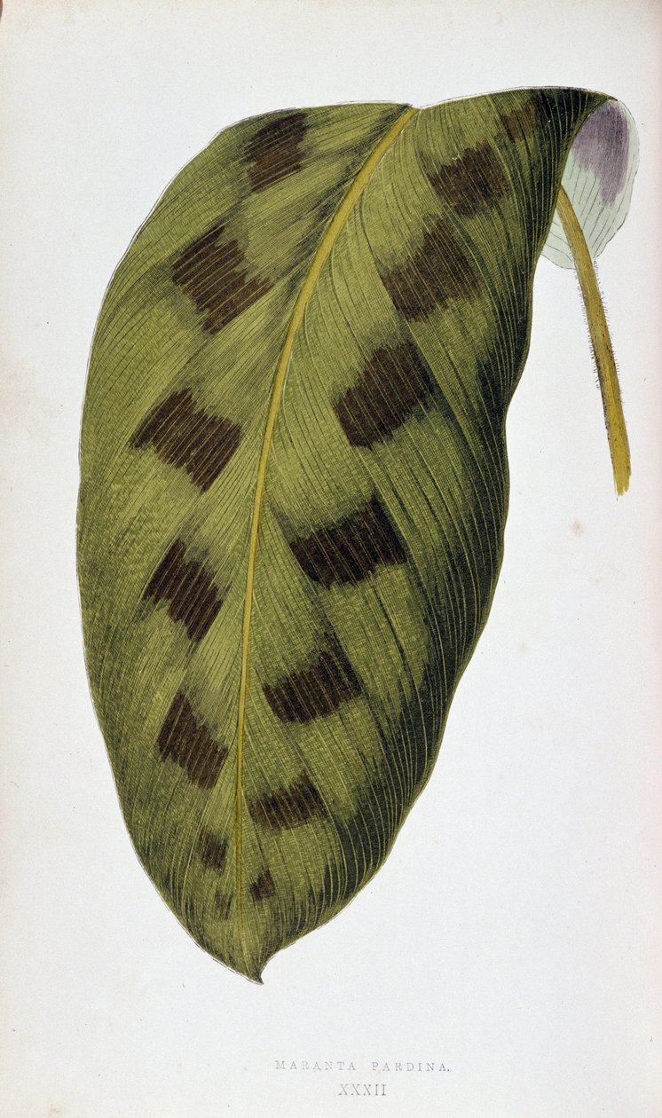 Liść Maranta Pardina. Deska botaniczna w „”Rośliny z kolorowym ulistnieniem. Kolekcja najbardziej niezwykłych gatunków wykorzystywanych do ozdabiania ogrodów, szklarni i mieszkań autorstwa Edwarda Josepha Lowe i W. Howarda, członków London Horticulture Soc autorstwa Joseph Edward and Howard W Lowe