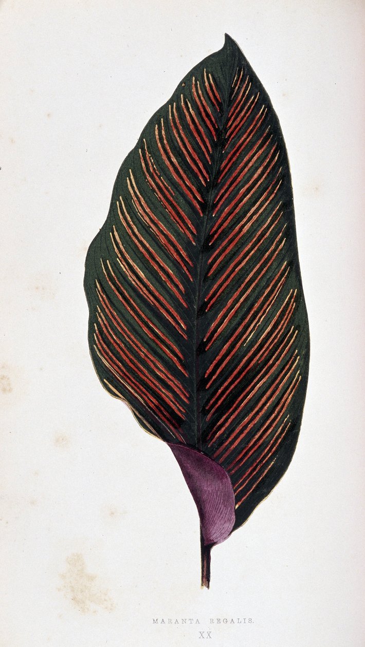 Liść maranty megalis. Deska botaniczna w „”Rośliny z kolorowym ulistnieniem. autorstwa Joseph Edward and Howard W Lowe