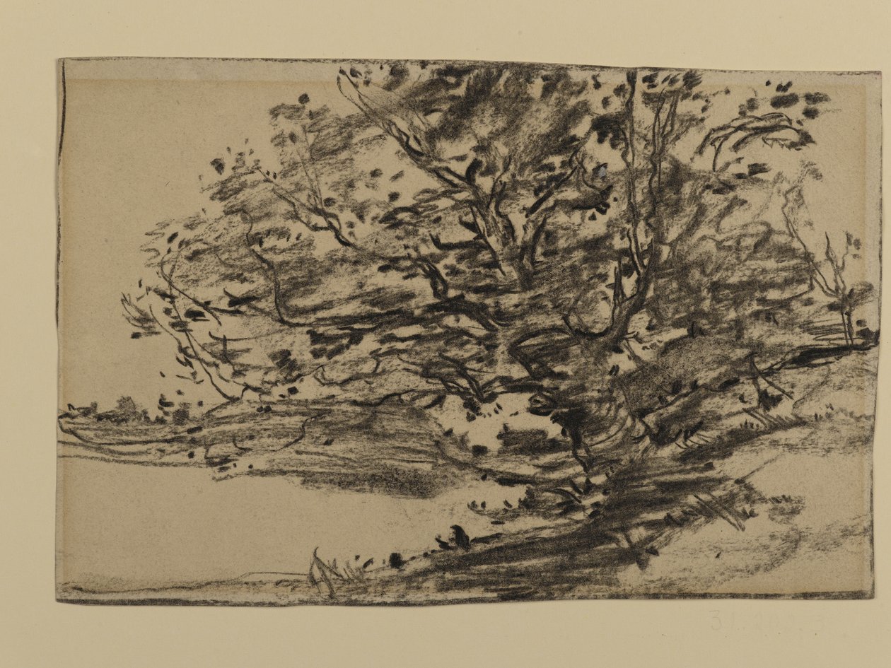 Studium Drzew, 1870 (grafit na papierze) autorstwa Joseph Frank Currier