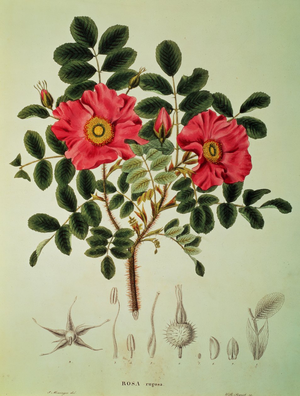 Rosa rugosa, z "Flora Japonica", tom 1, von Siebold i Zuccarini autorstwa Joseph Gerhard Zuccarini
