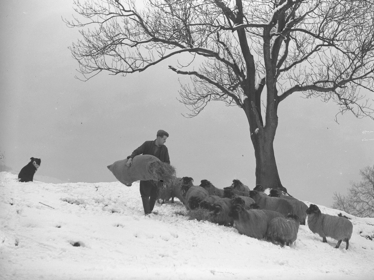 Rolnik niosący worek siana do karmienia stada owiec autorstwa Joseph Hardman