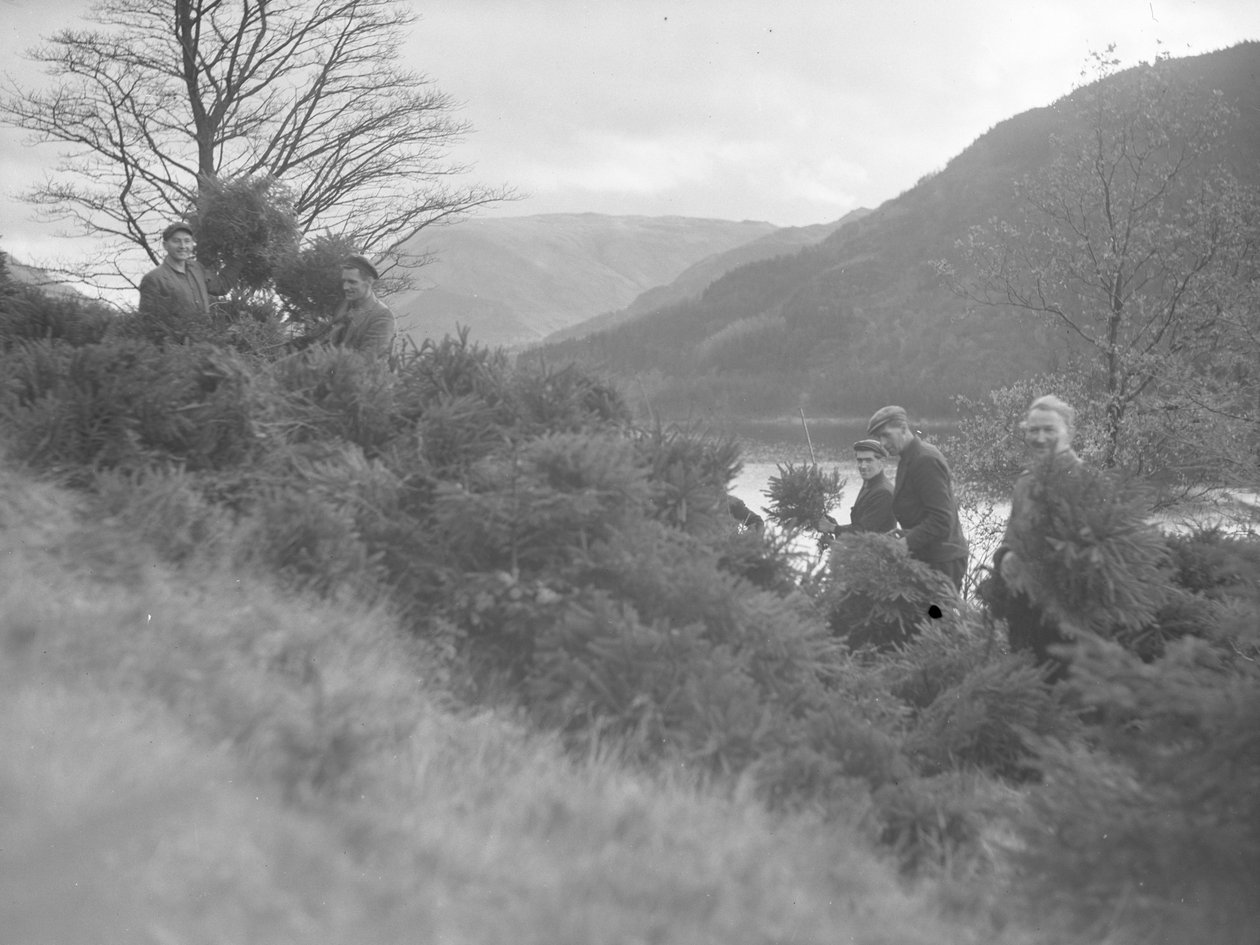 Mężczyźni pracujący wśród ściętych choinek w Thirlmere autorstwa Joseph Hardman