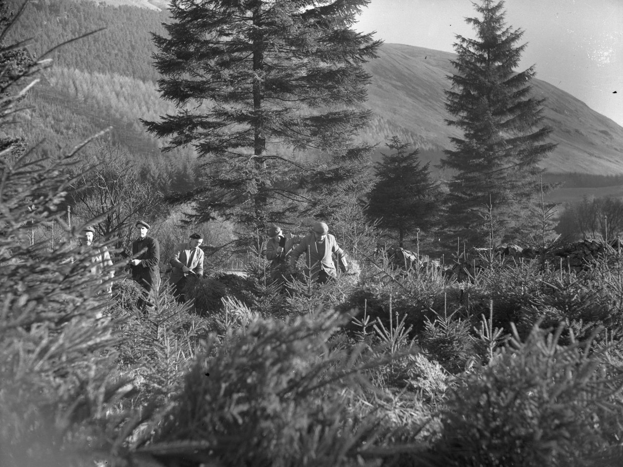 Mężczyźni pracujący wśród ściętych choinek w Thirlmere autorstwa Joseph Hardman