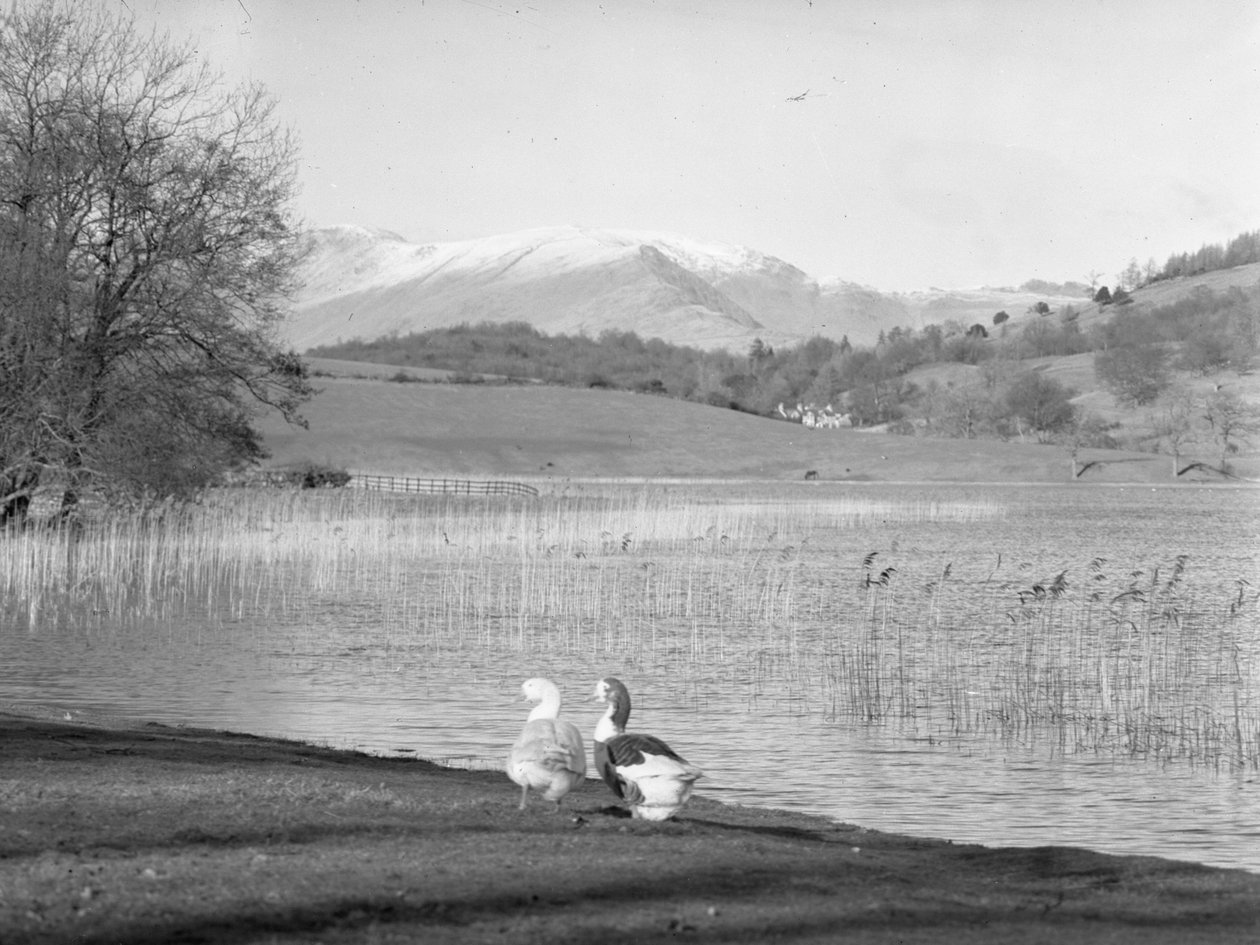 Dwie gęsi na brzegu wody w Esthwaite Water, ośnieżone wzgórza w tle autorstwa Joseph Hardman