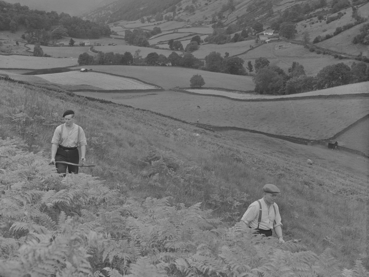 Dwóch mężczyzn kosi Bracken autorstwa Joseph Hardman