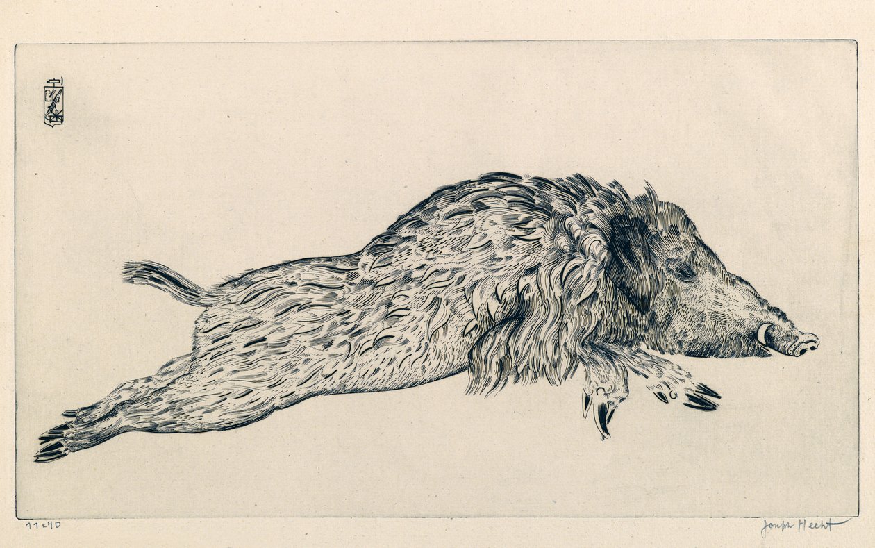 Dzik (Le Sanglier) (grawerowanie) autorstwa Joseph Hecht