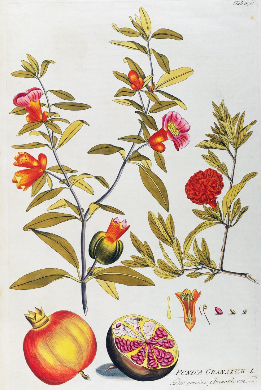 Granat (Punica granatum) autorstwa Josepha Jacoba von Plencka (1735-1807), z Ikon roślin leczniczych, Wiedeń autorstwa Joseph Jacob Plenck