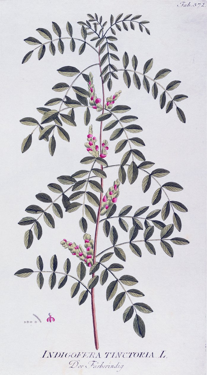Prawdziwe indygo (Indigofera tinctoria) autorstwa Josepha Jacoba von Plencka (1735-1807), z Icones plantarum medicinalium, Wiedeń autorstwa Joseph Jacob Plenck