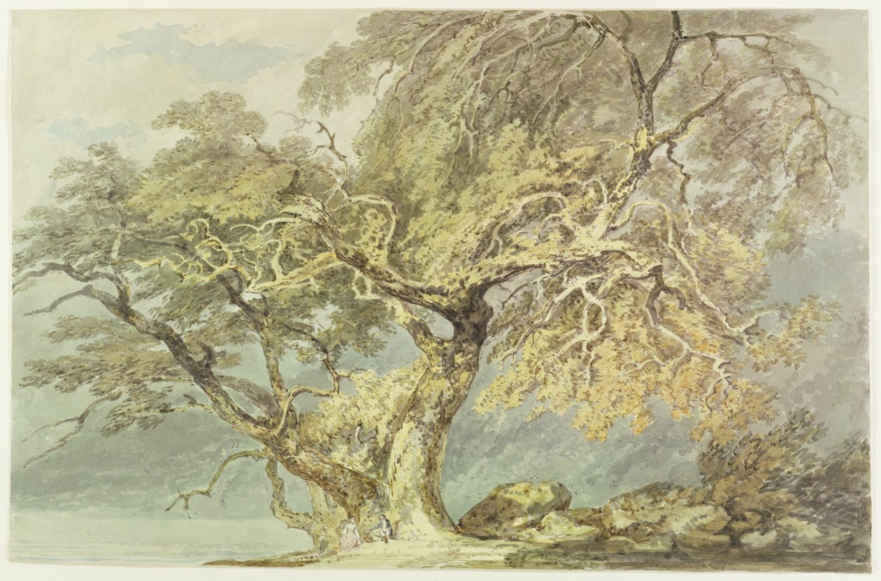 Wielkie Drzewo, ok. 1796 (wc nad grafitem na papierze) autorstwa Joseph Mallord William Turner