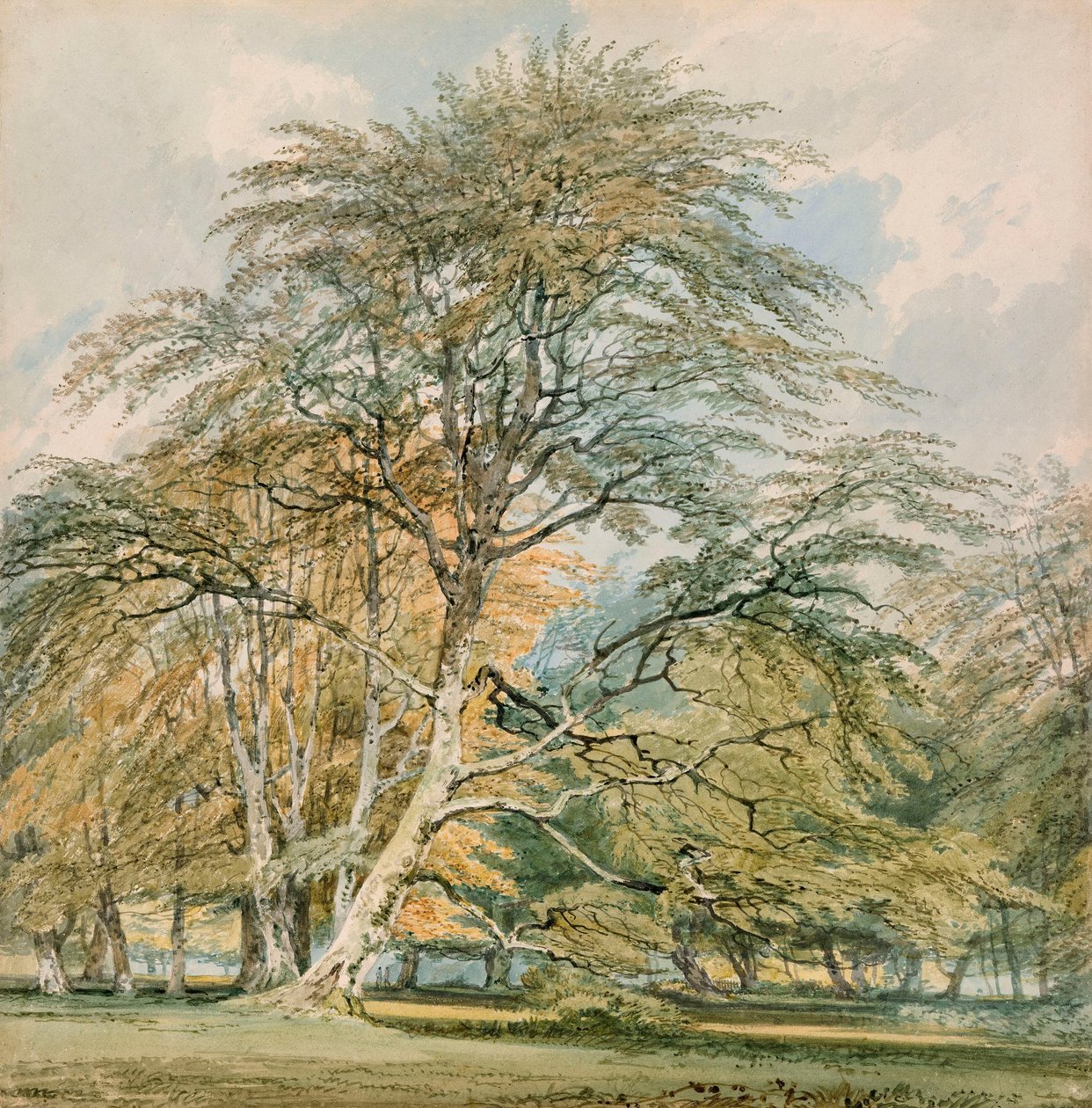 Buki w Norbury Park, Leatherhead, Surrey autorstwa Joseph Mallord William Turner