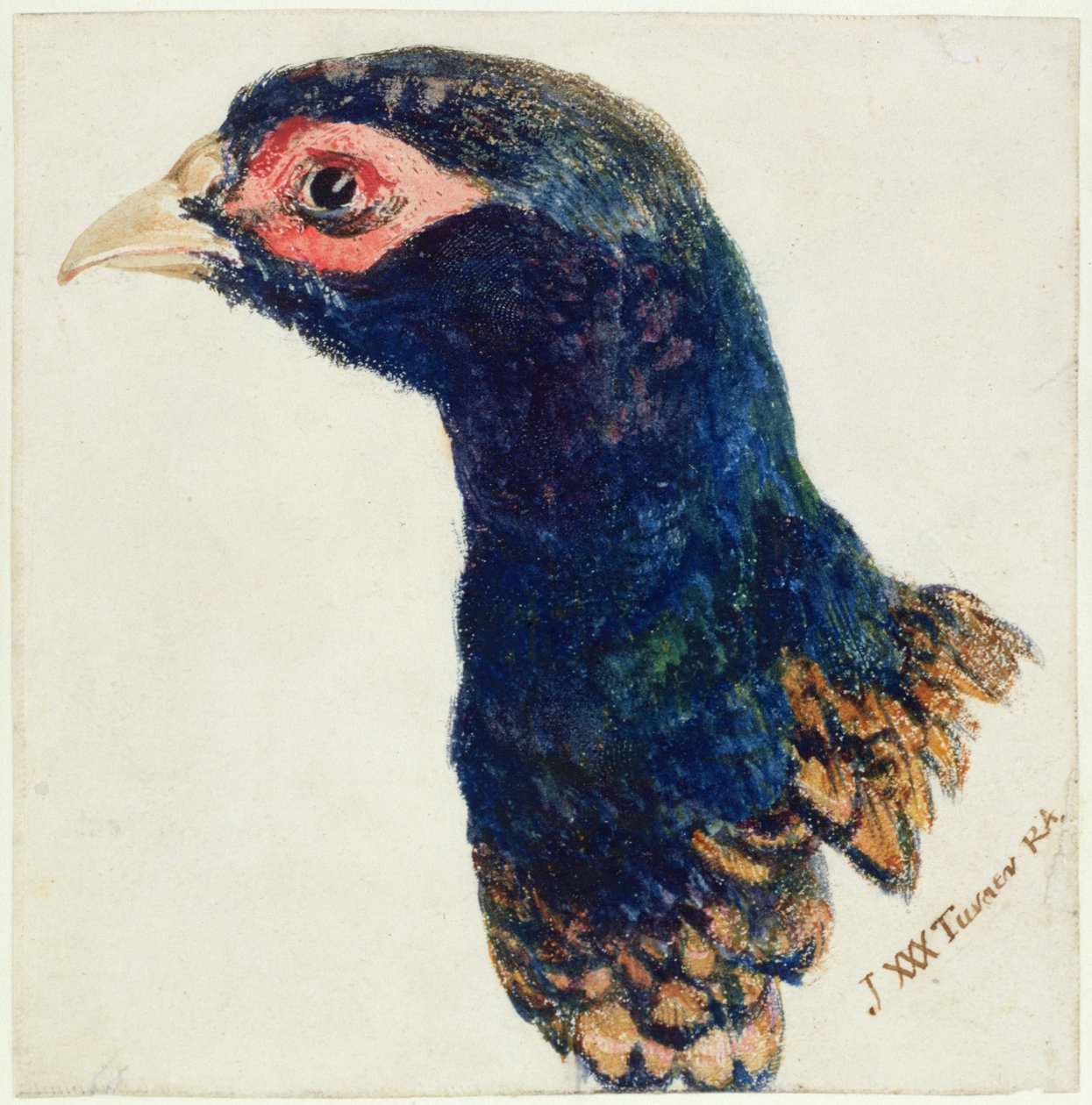 Bażant, Farnley Book of Birds, ok. 1816 (pióro i atrament oraz akwarela na papierze) autorstwa Joseph Mallord William Turner