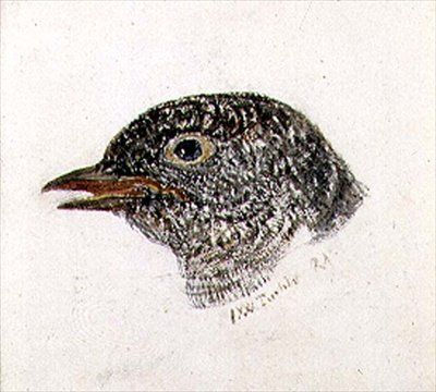 Kukułka, z Księgi ptaków Farnley, ok. 1816 (ołówek i akwarela na papierze) autorstwa Joseph Mallord William Turner