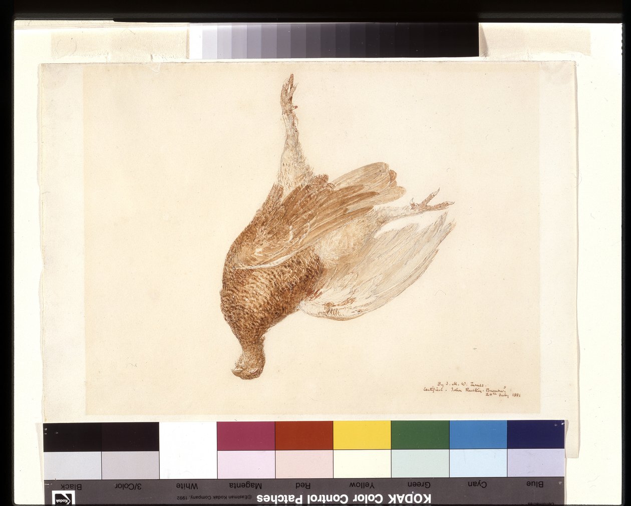 Dead Grouse (akwarela na ołówku na białym tkanym papierze) autorstwa Joseph Mallord William Turner