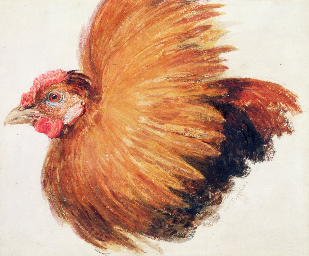 Kogut, z Księgi ptaków Farnley, ok. 1816 r. autorstwa Joseph Mallord William Turner