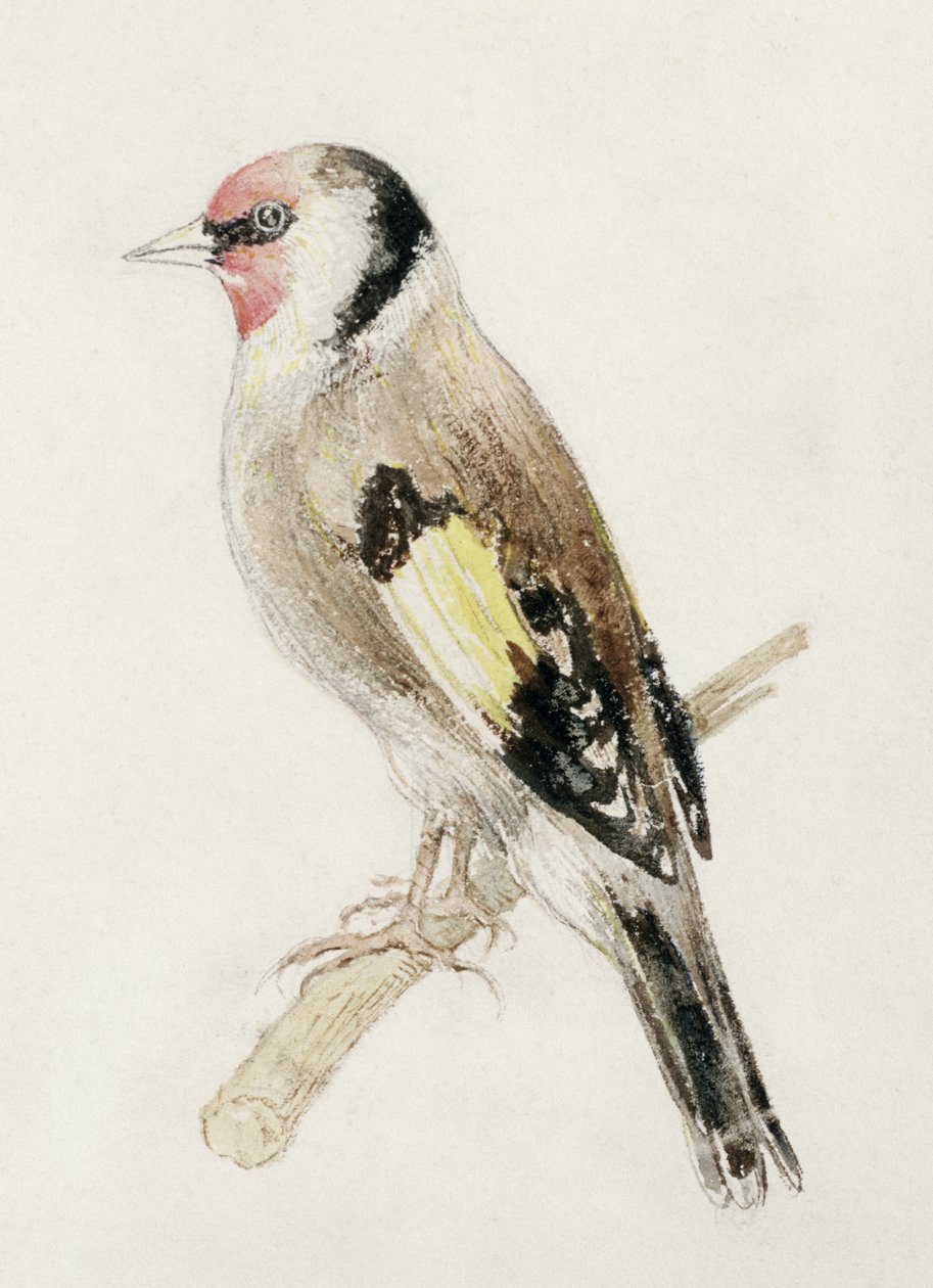 Szczygieł, z Farnley Book of Birds, ok. 1816 (ołówek i akwarela na papierze) autorstwa Joseph Mallord William Turner