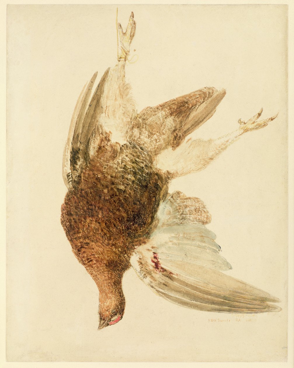 Cietrzew, z Księgi ptaków Farnely, ok. 1816 (ołówek i akwarela na papierze) autorstwa Joseph Mallord William Turner